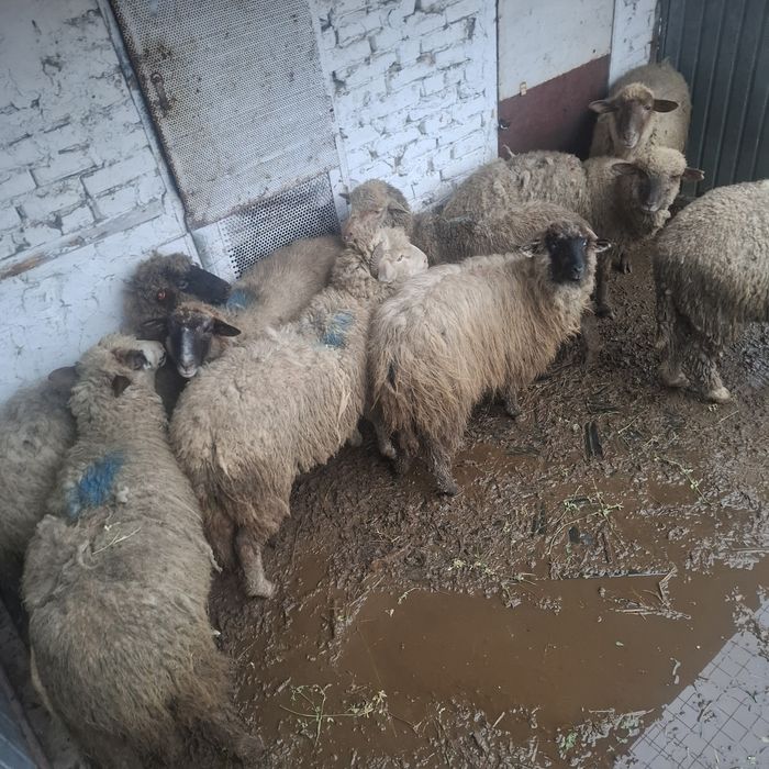 Vând 9 cârlani preț 17 lei kg