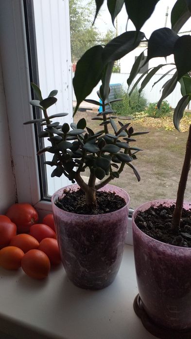 Продам комнатные растения