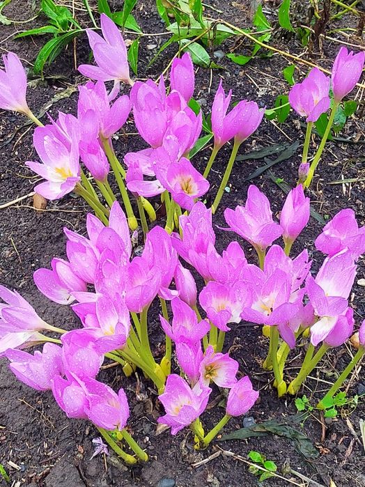 Луковицы Безвременника