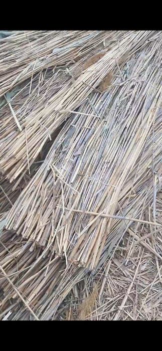 қамыс мата камыш