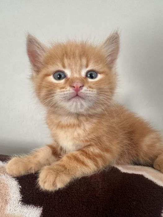 Котята мальчики