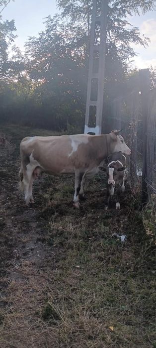 Vând vaca fara vițel
