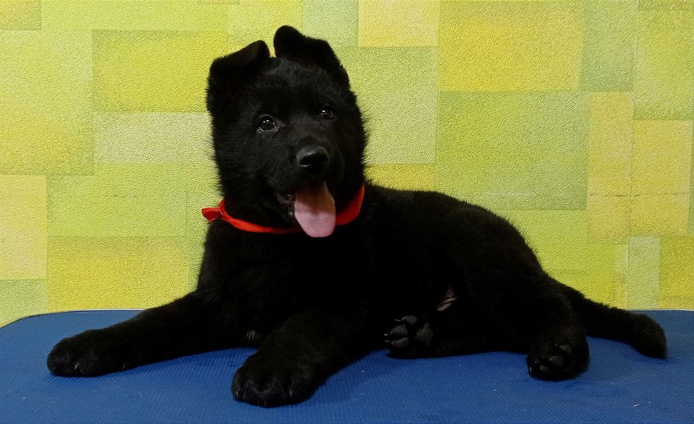 Щенки  Немецкой Овчарки.  Кобели . Чёрные .