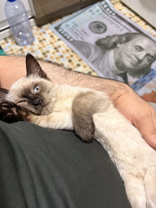 Сиамский котенок в добрые руки