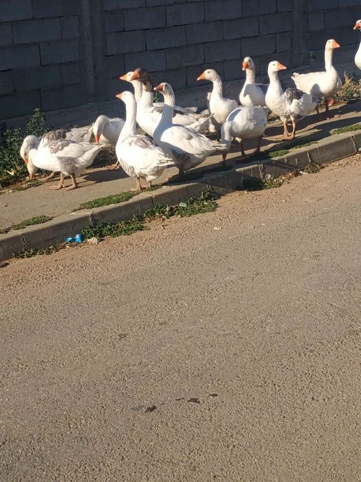 Vând gâște preț de la 150 lei