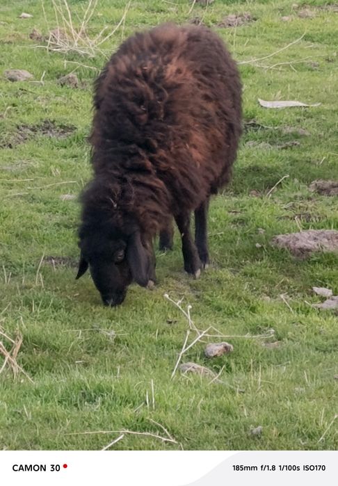 кузилар сотилади