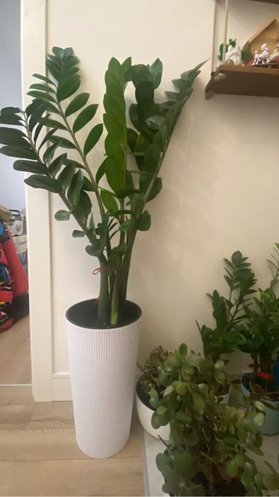 Комнатное растения