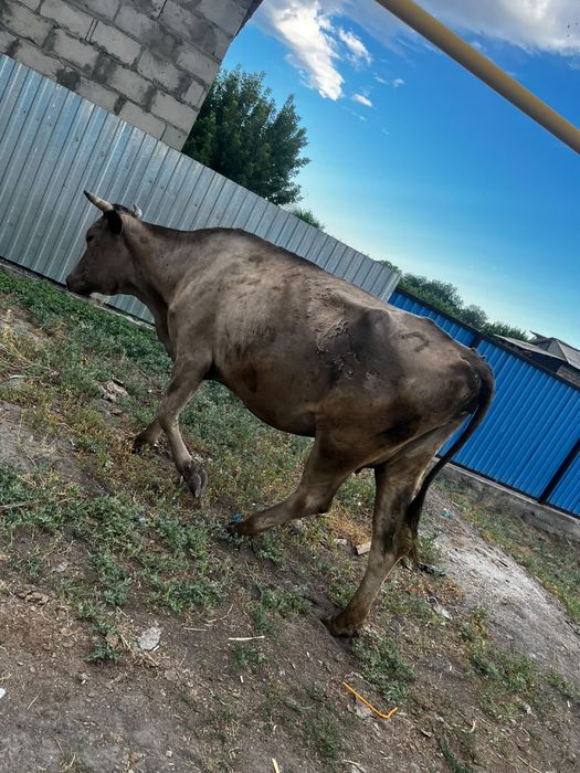Продам хорошую корову