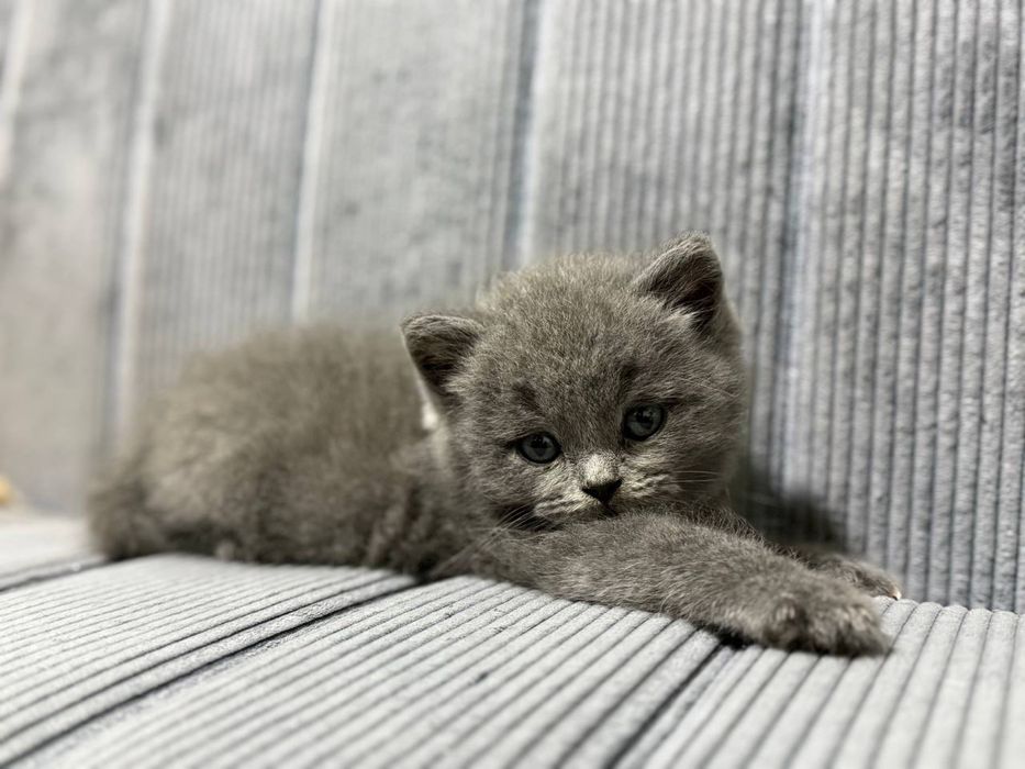 Продаются котята 2,5 месяца шотландцы от правильной вязки