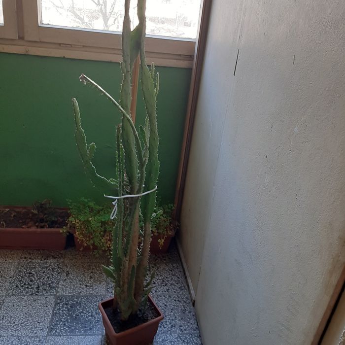 Продавам кактус.
