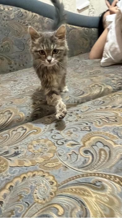 Котенок 4 месяца