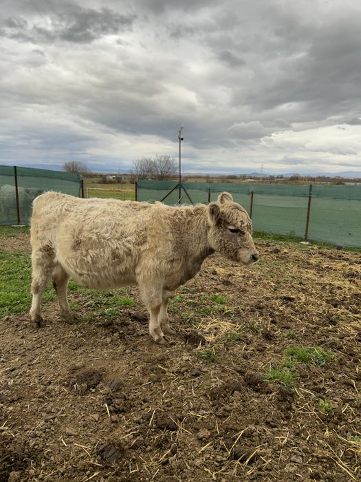 Vand juninci gestante galloway