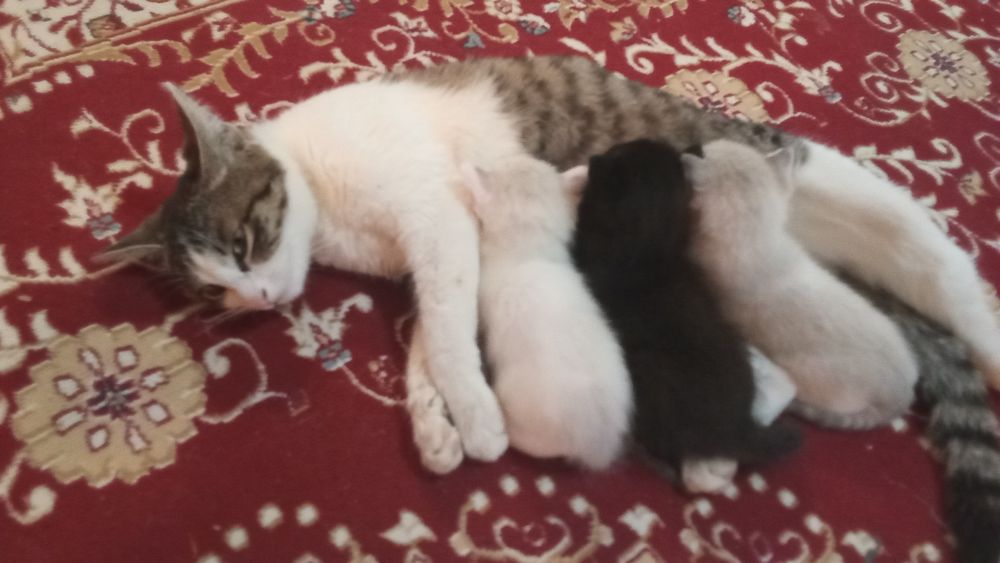 Кошка-мать и три её котёнка.