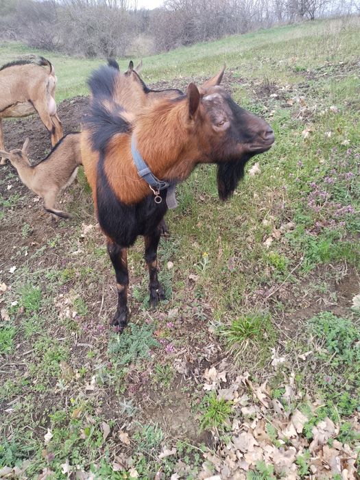 Capre alpină franceză trei la număr și un țap castrat