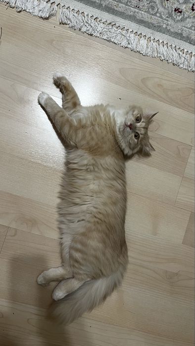 Котик Турецкая ангора 9 месяцев