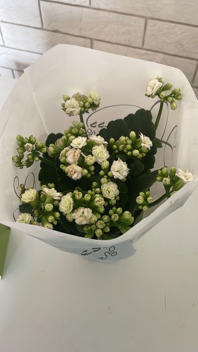 Цветочек в горшке