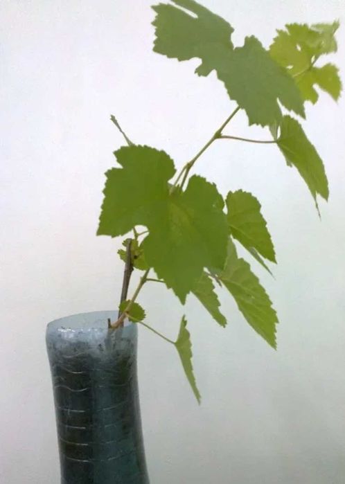 Виноград саженцы