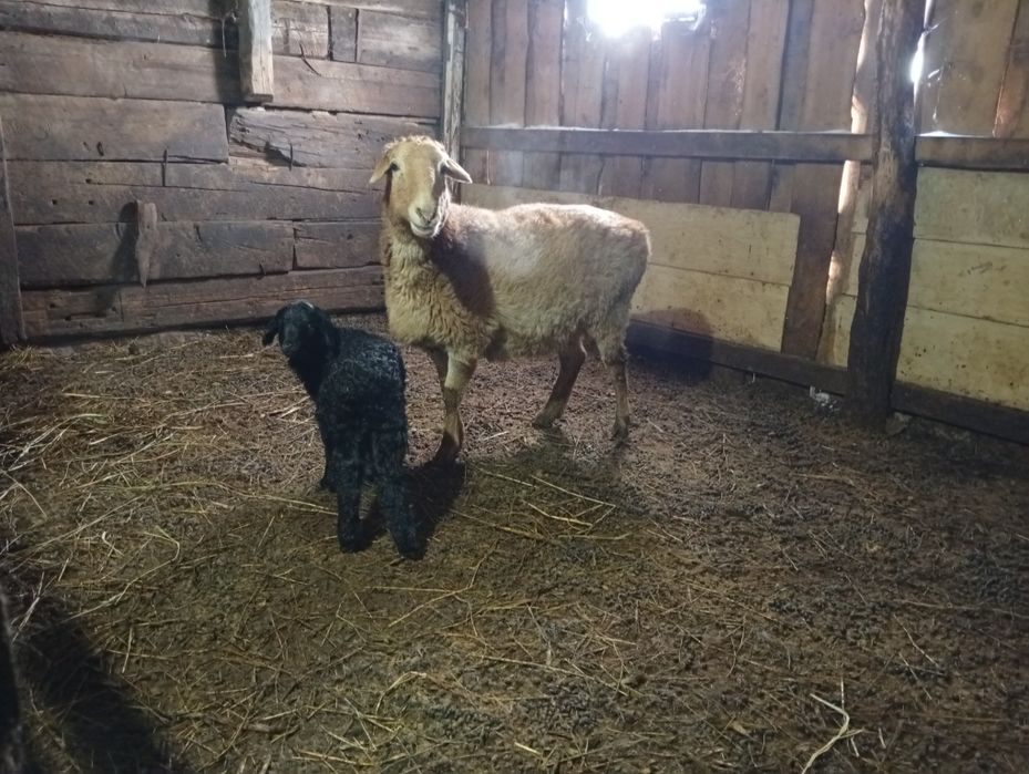 Кой козысымен.овец