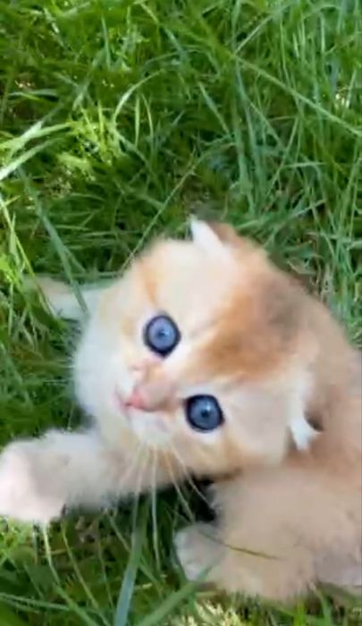 Шотландские вислоухие котята Золотая Шиншилла