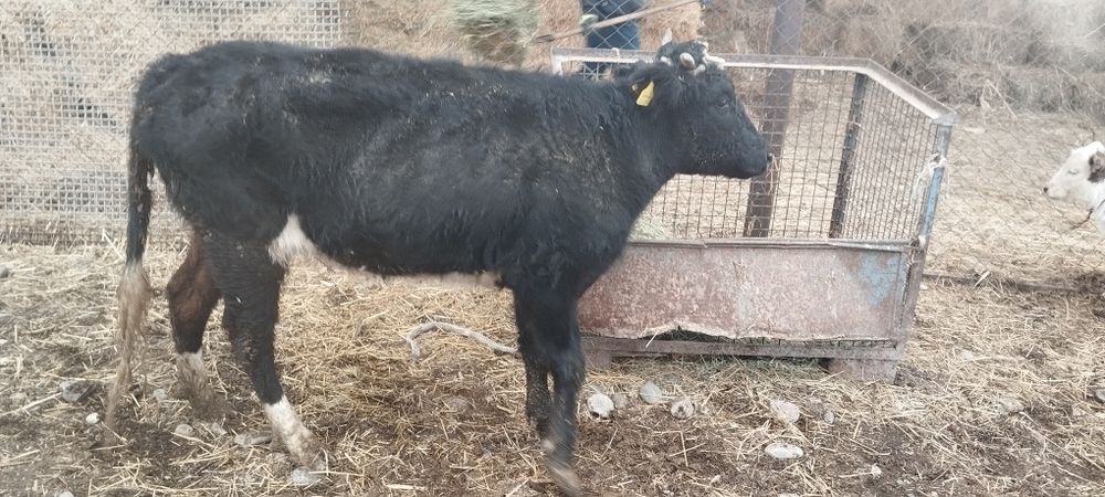 Сиырлар сатылады