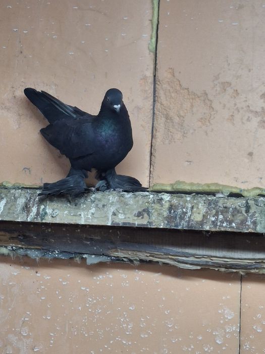 Продам голубя жука