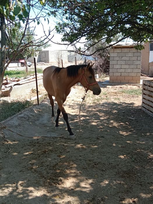 Англо Араб 3 жаста еркек