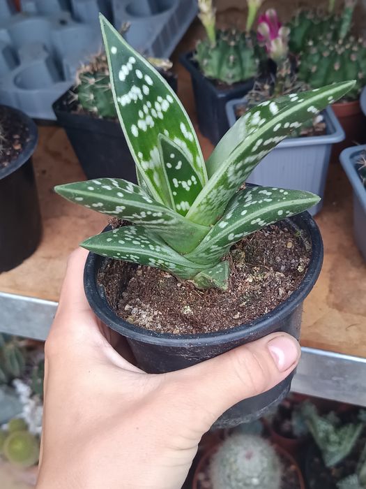 Cactuși, suculente și suculente de exterior