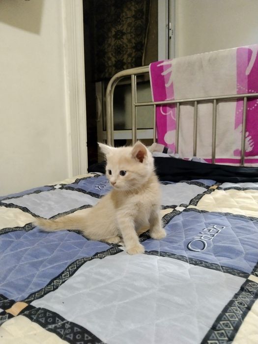 Скоттиш страйт котёнок