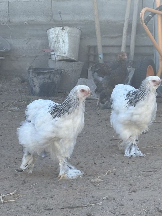 Брама светлая,курапатчатая
