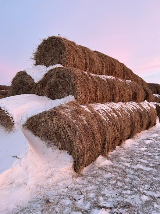 Продам сено в рулонах