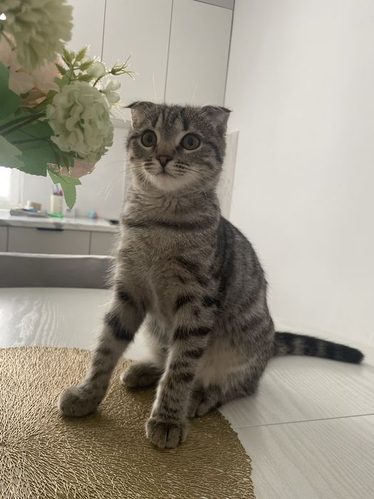 Отдам котенка бесплатно