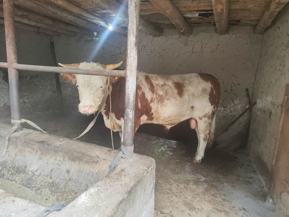 Rasiski smental tani sogʻ 550kg