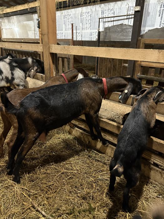 Capre AngloNubiene cu certificat de origine