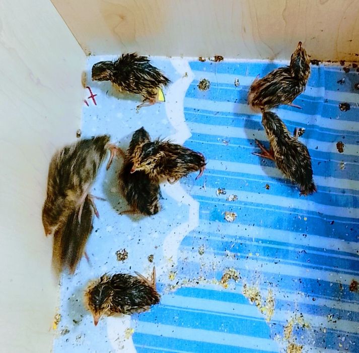 Italiya bedonalari toza qon sotiladi