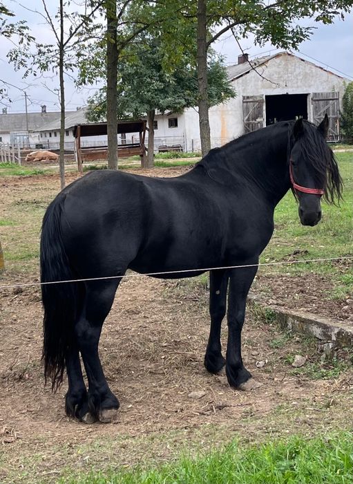 armasar friesian/friz sport