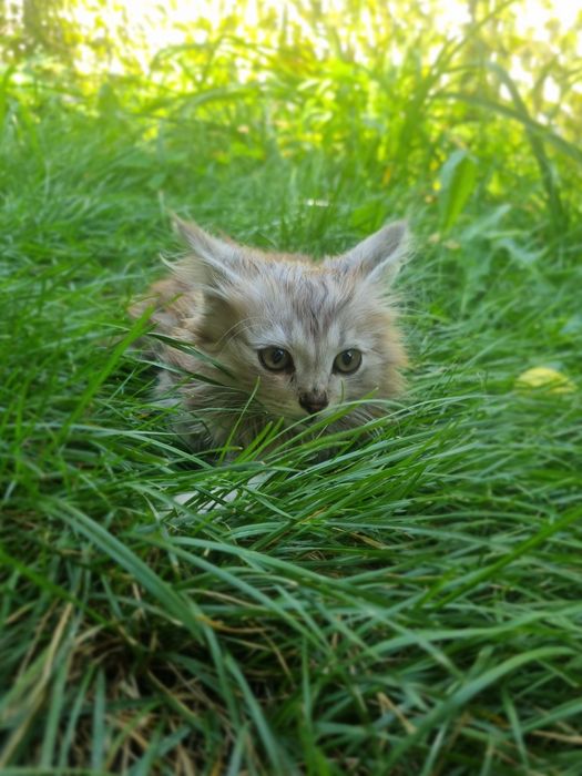 Отдам котят бесплатно
