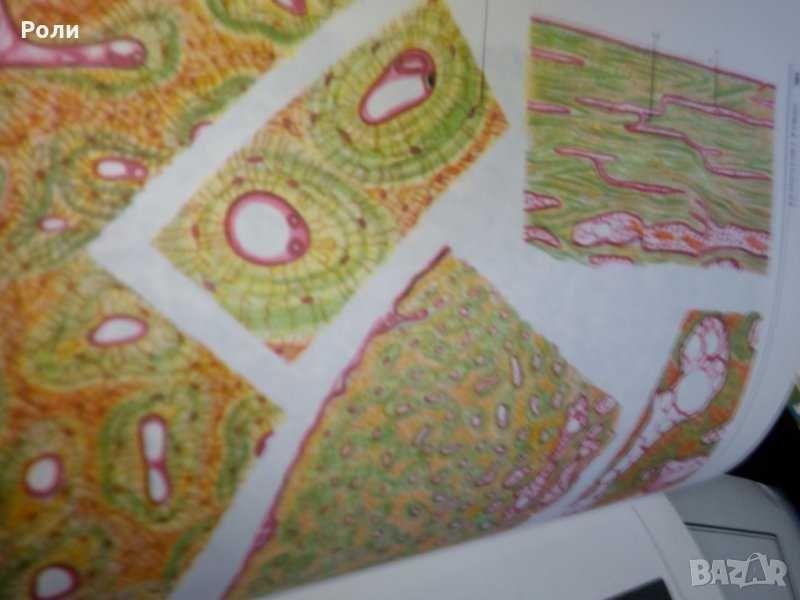 Атлас по ГИСТОЛОГИИ и ЕМБРИОЛОГИИ от И.В.Алмазов, Л.С.Сутулов