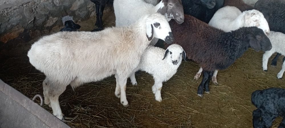 Ona bola qoʻylar sotiladi yosh qoʻy bolasi moda qolgani tel