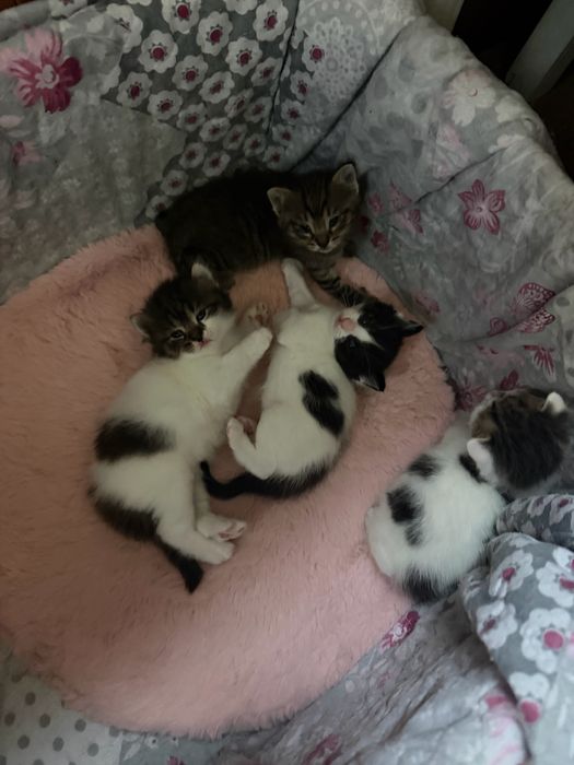 Кошка с котятами