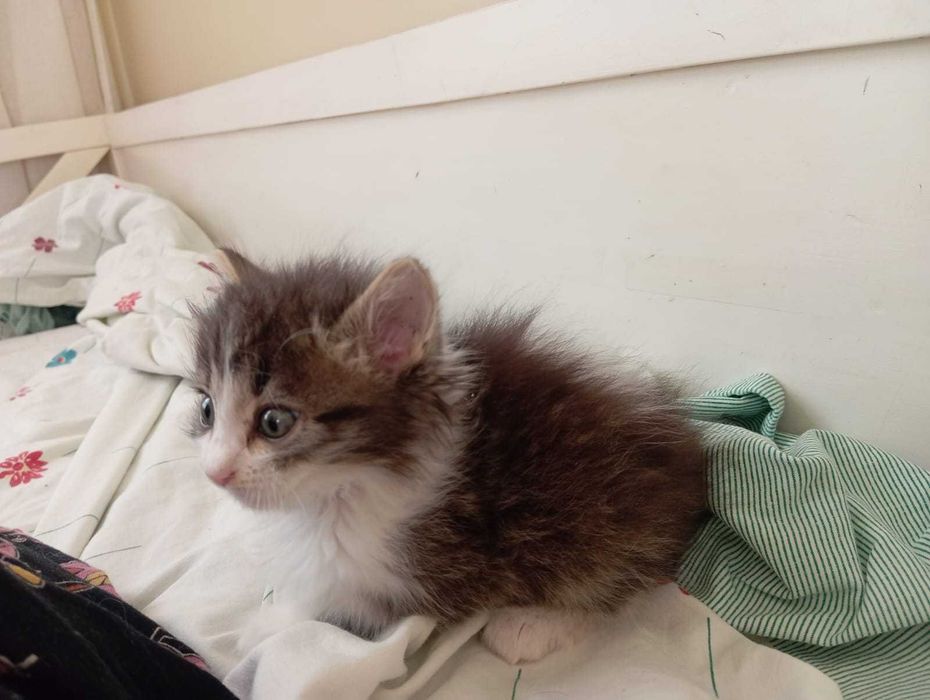 Очень милый и ласковый котенок 1,5 месяц