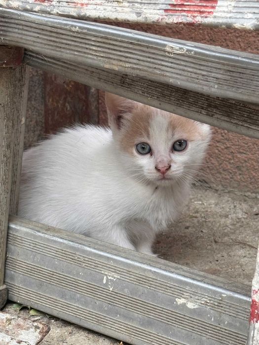 Dau spre adoptie Pui de Pisica + Pisica Castrata