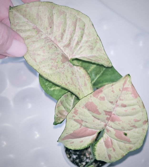 Сингониумы Syngonium