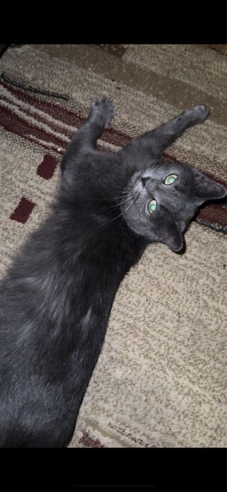 Отдам в добрые руки