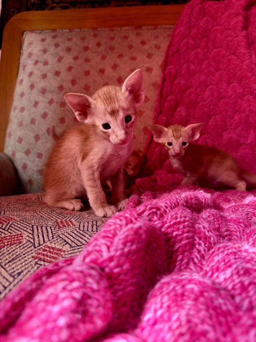 Ориентальные котчта