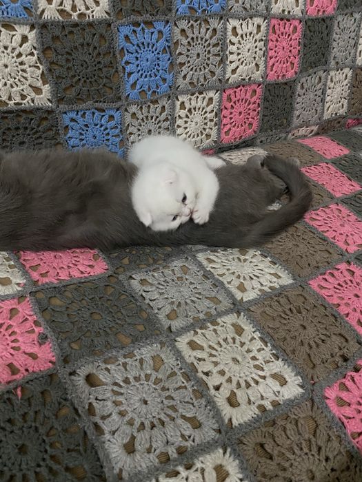 Скотш фолд скотш страйт болалари сотилади