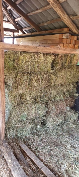 Vând baloți de fân cu iarbă de sudan!