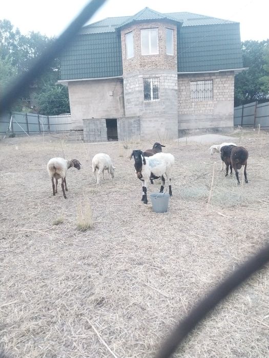 В продаже имеются  кошкары