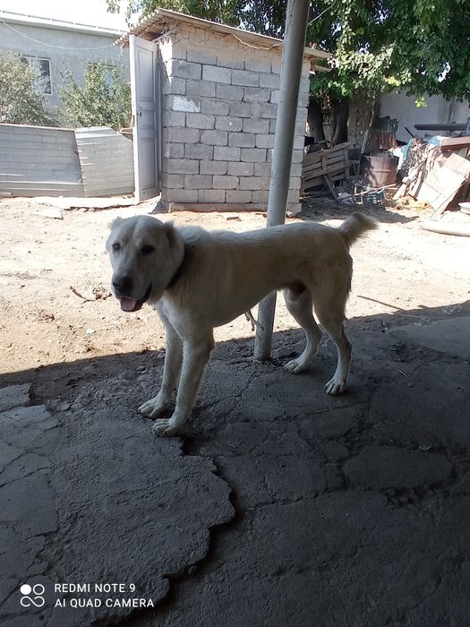 Алабай полтора лет