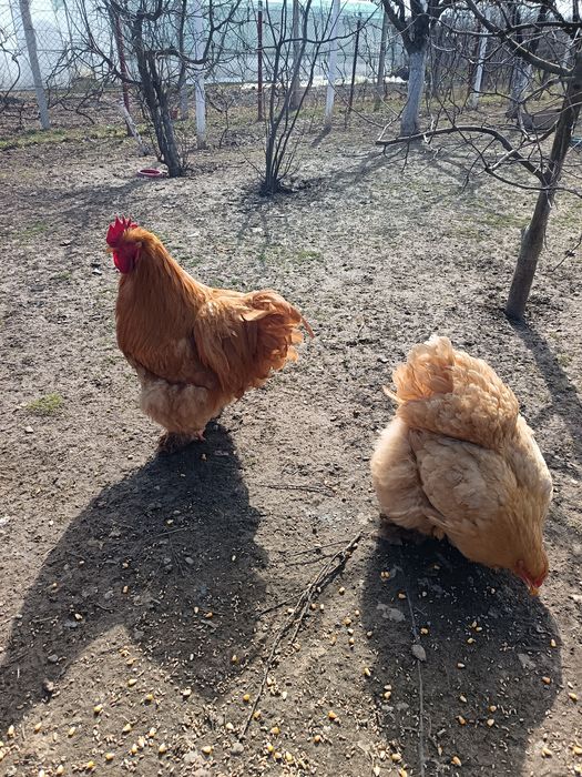 Cocoși mari 10 luni