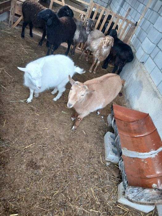 Орыс ешкі ұрғашы лағымен